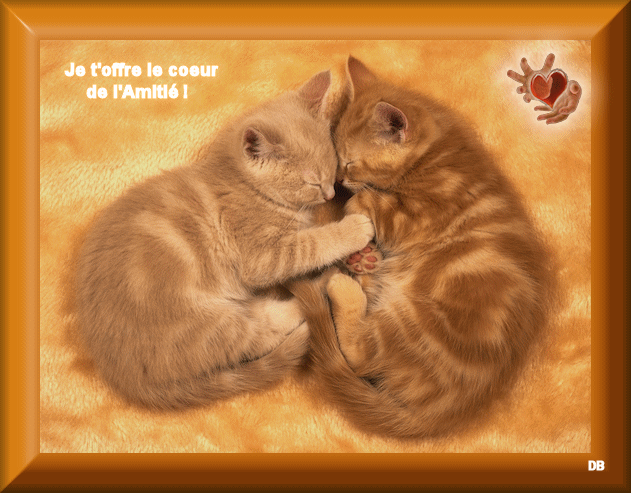 Résultat de recherche d'images pour "gifs chats amitiés"